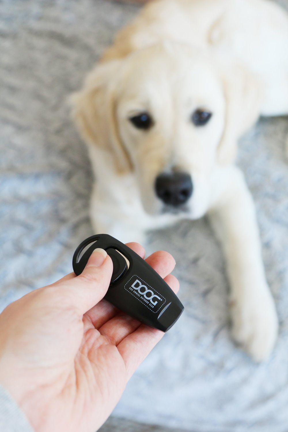 Beginner tips for clicker training for dogs. What you need, basic commands, and the DOs and DON'Ts of clicker training. For dogs all ages, sizes and breeds.