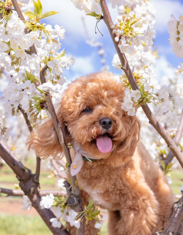 dog-friendly cherry blossom festival Melbourne