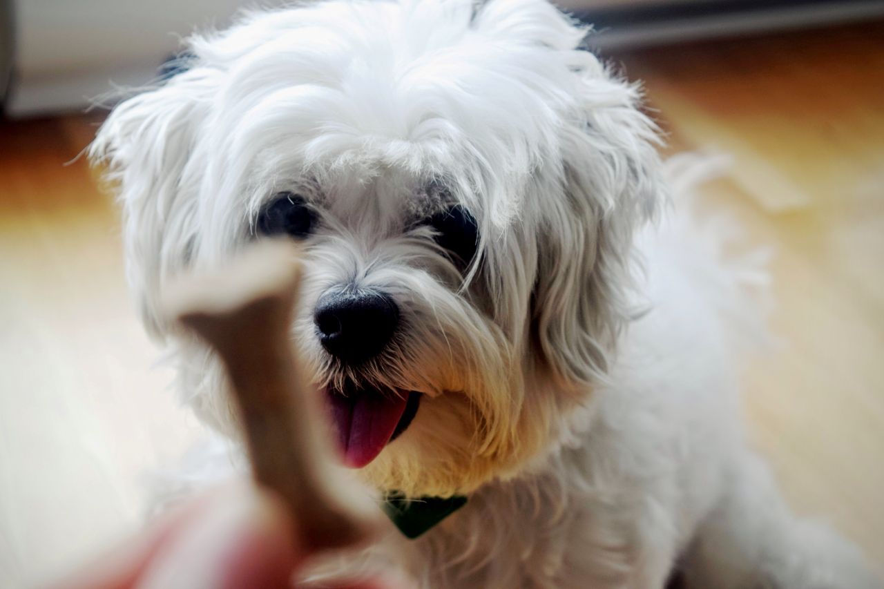 A fluffy white dog looks up eagerly at a bone-shaped treat held in the foreground.