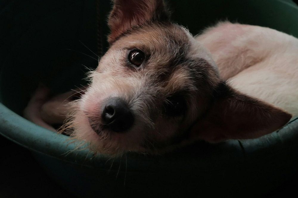 Pet Emergencies: What Every Owner Should Know