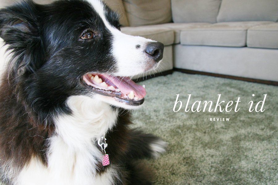 Black and white Border Collie wearing a blanketID pet identification tag for a blanketID review.
