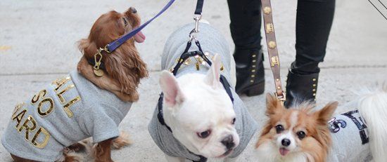 Three small dogs wearing custom Bow & Drape grey dog sweatshirts, including one with gold 'BALL SO HARD' lettering.