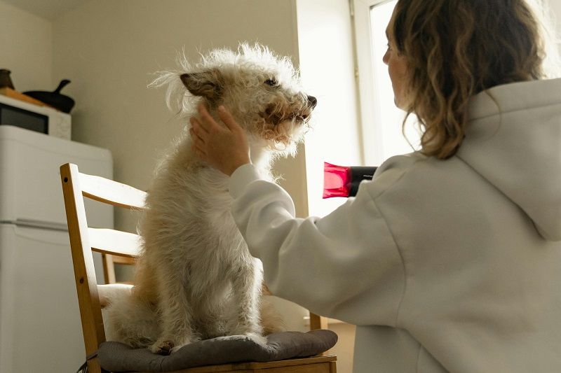 Essential Dog Grooming Skincare