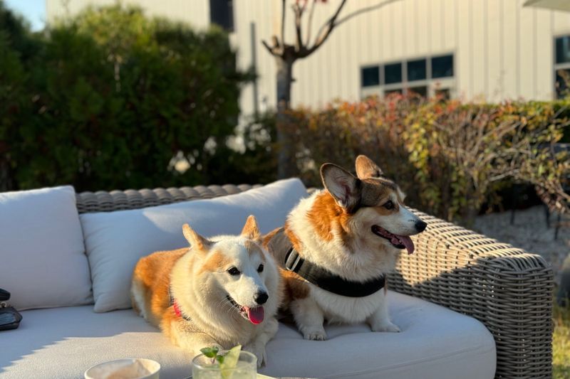 Two corgis, one Pembroke and one Cardigan, sit side by side on an outdoor wicker sofa.