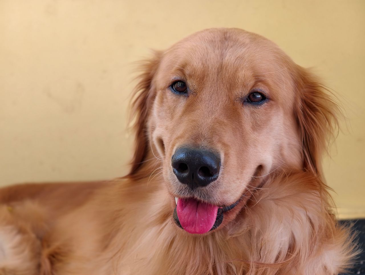 Close-up portrait of a Golden Retriever with its tongue out against a warm yellow background.