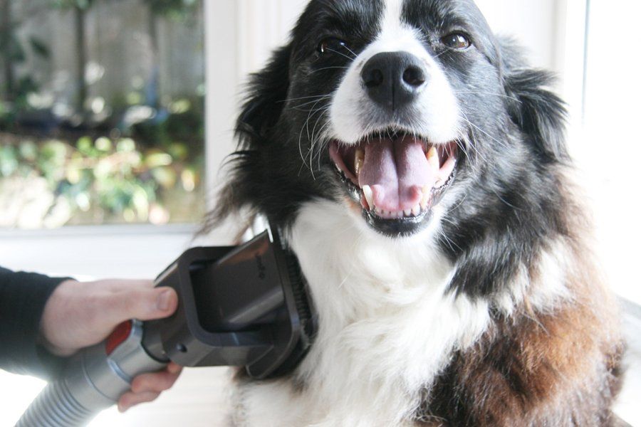 Bye bye pet hair! A full review or the Dyson Groom tool for pets - and a step by step guide on how to use it (even with dogs scared of the vacuum!) | Dyson Groom Review | Pretty Fluffy