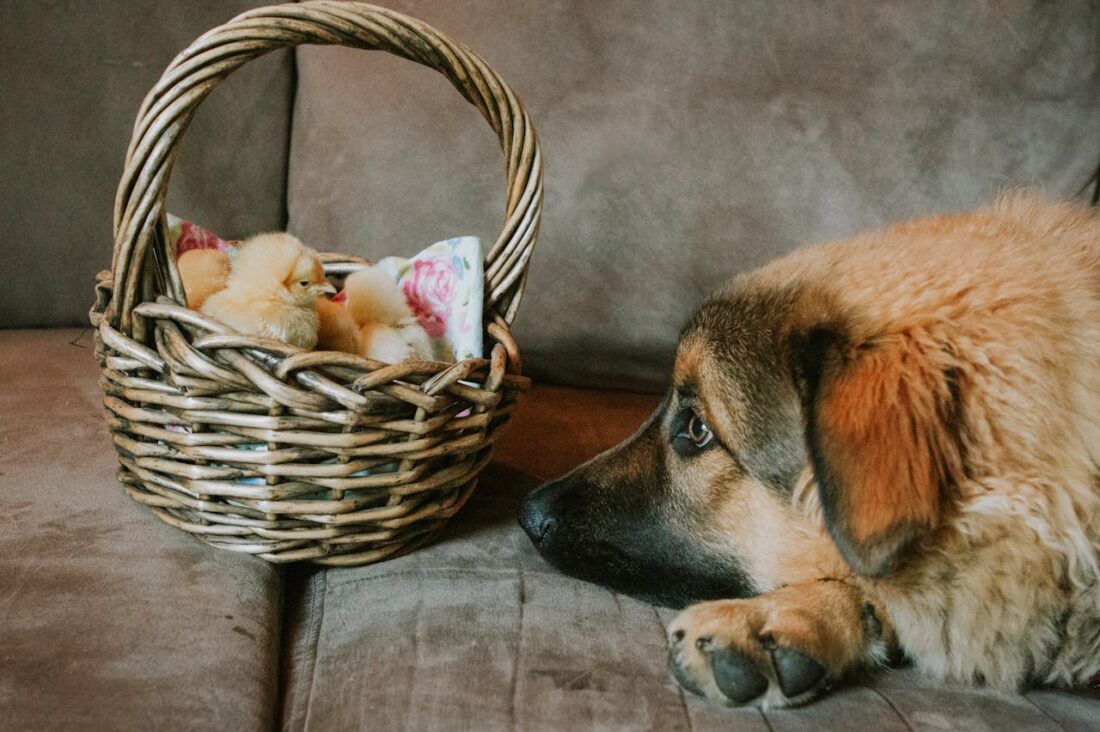 Livestock Guardian Dog Breeds: The Ultimate Guide to Protection