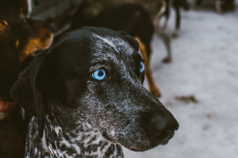 Close-up of a black-and-white speckled dog with striking blue eyes.