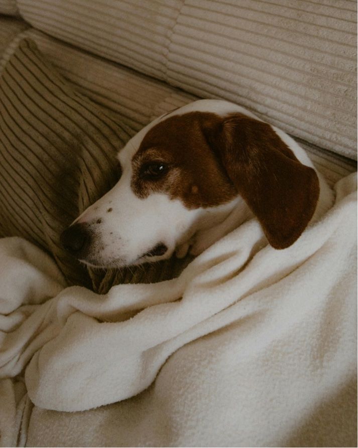 A brown and white dog lies on a couch, snuggled under a soft cream blanket.