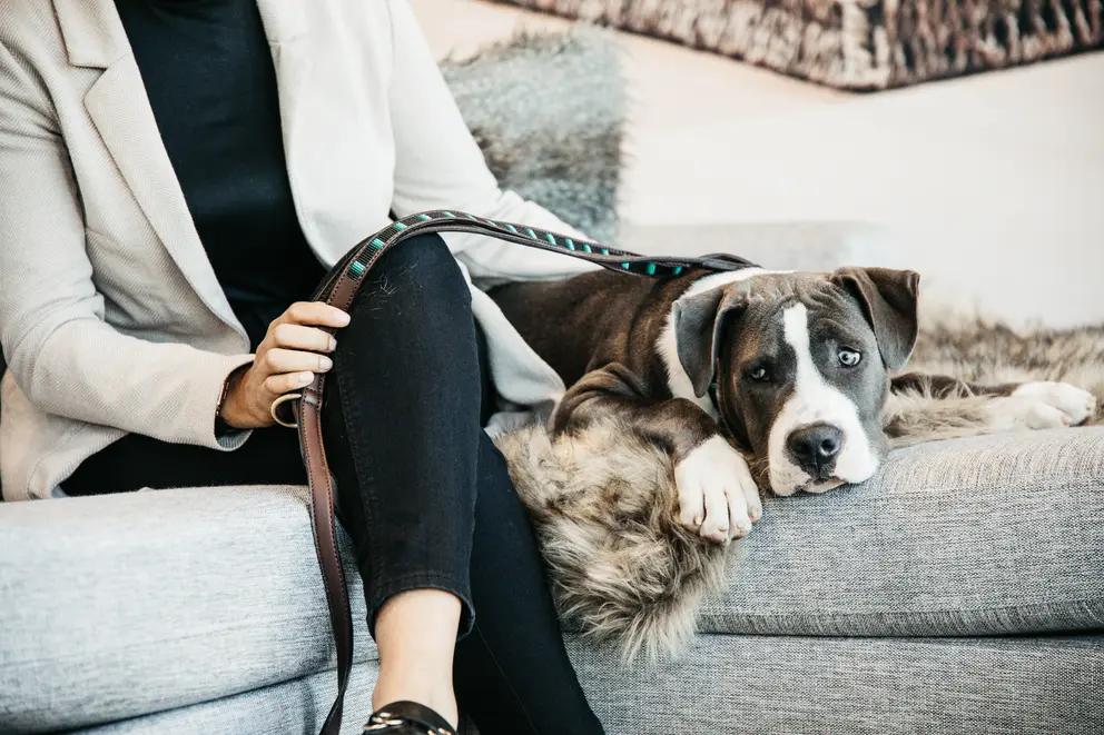 Stylish home with pets featuring a grey and white dog resting on a chic faux fur throw and modern grey sofa.