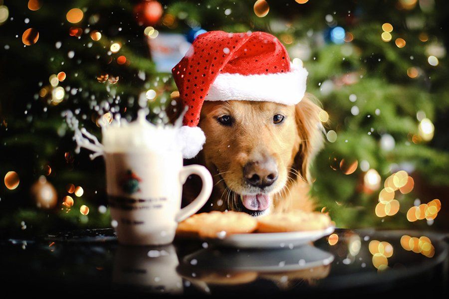 Golden retriever in a Santa hat looking at cookies, representing healthy holiday dog treats and pet safety tips.