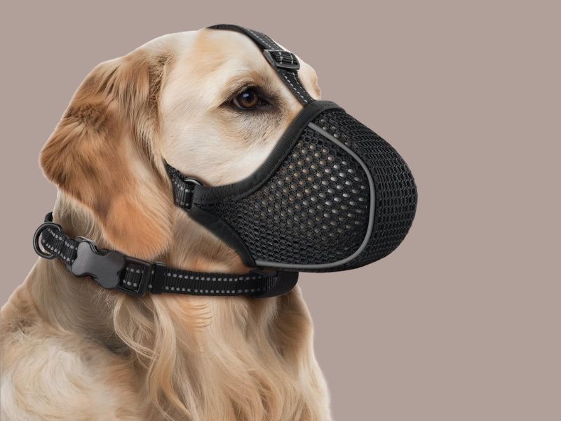 A golden retriever wearing a breathable black mesh dog muzzle.