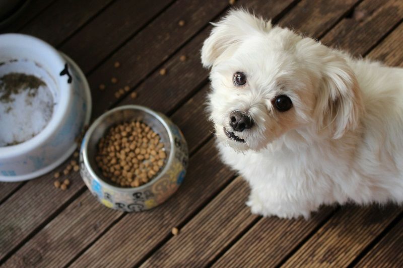 Fluffy white dog next to a bowl of kibble, waiting for the best dog food for a sensitive stomach.