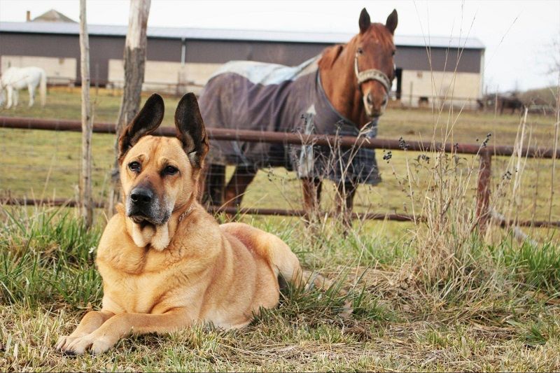 Tan dog with pointed ears resting in a field with a chestnut horse behind a fence, showing dogs and horses as friends.