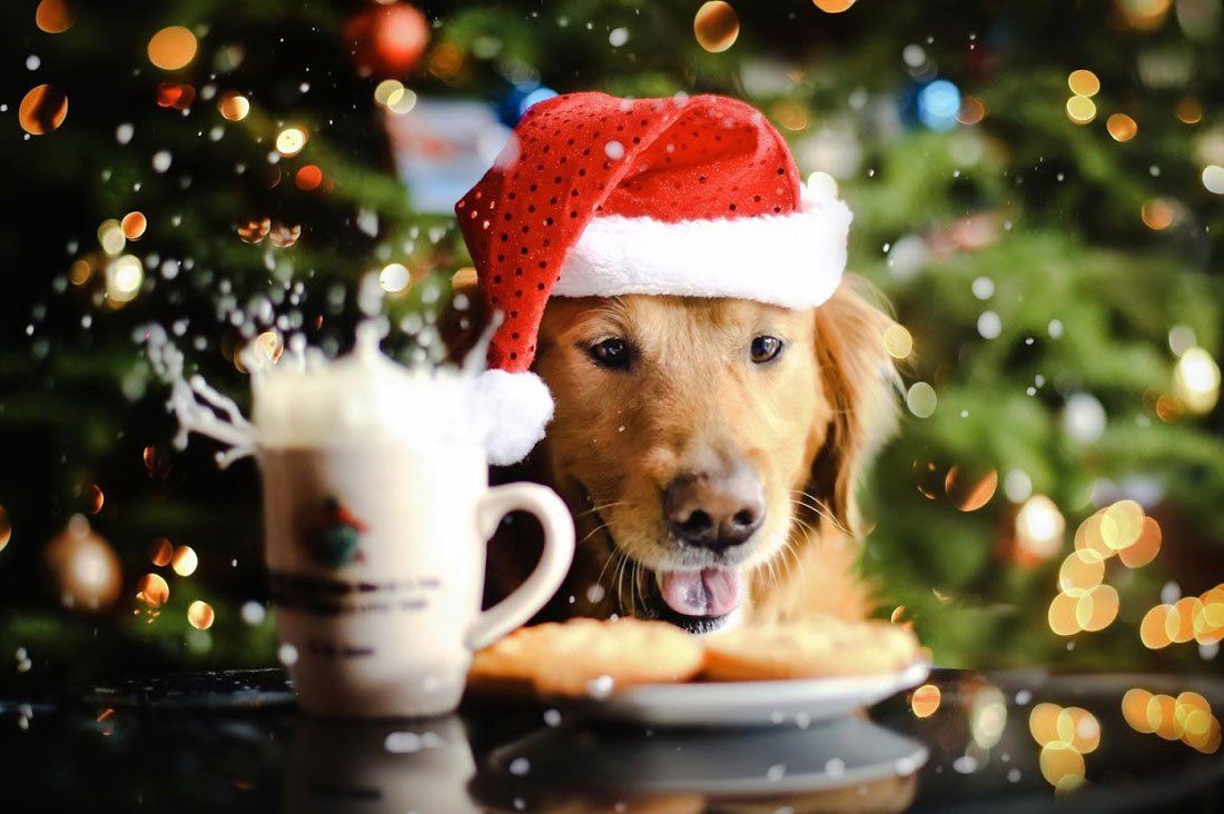 Golden retriever in a Santa hat looking at cookies and milk, illustrating naughty holiday foods for dogs to avoid.