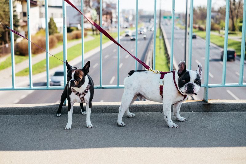 A French Bulldog and Boston Terrier stand on a bridge, both wearing harnesses and leashes.
