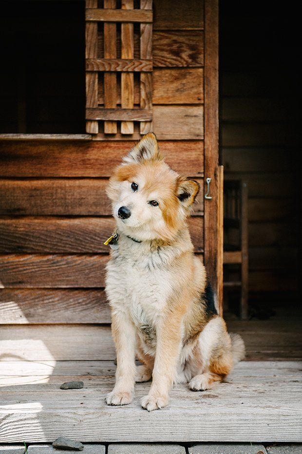 Cute fluffy dog tilting its head in front of a rustic wooden cabin. Professional pet photography.