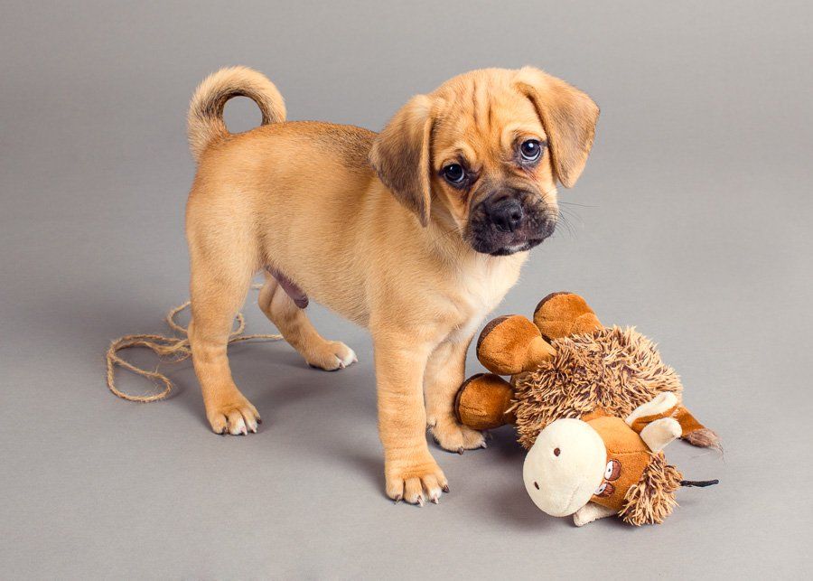 5 Tips for Photographing Your New Puppy