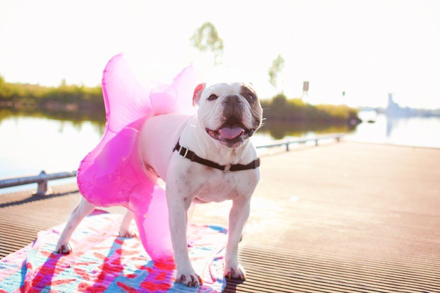 Beach Baby Bulldog - Photography by Missy Moo Studio | Pretty Fluffy
