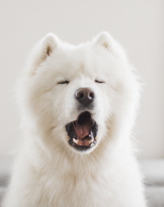 White samoyed dog barking
