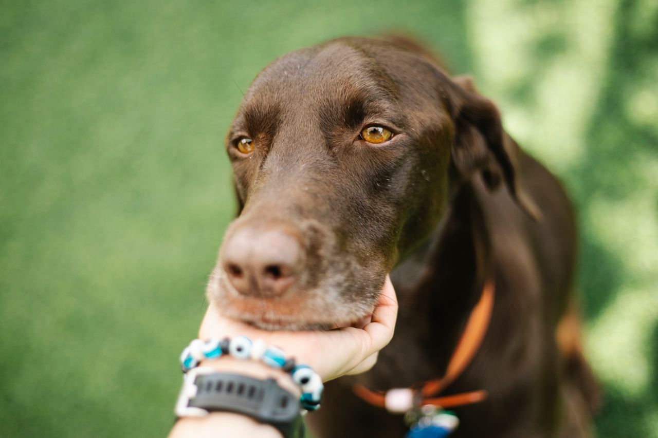 A chocolate brown dog rests its chin in a person's hand outdoors.