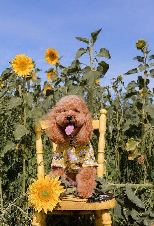 Cavoodle at dog-friendly sunflower field near Melbourne