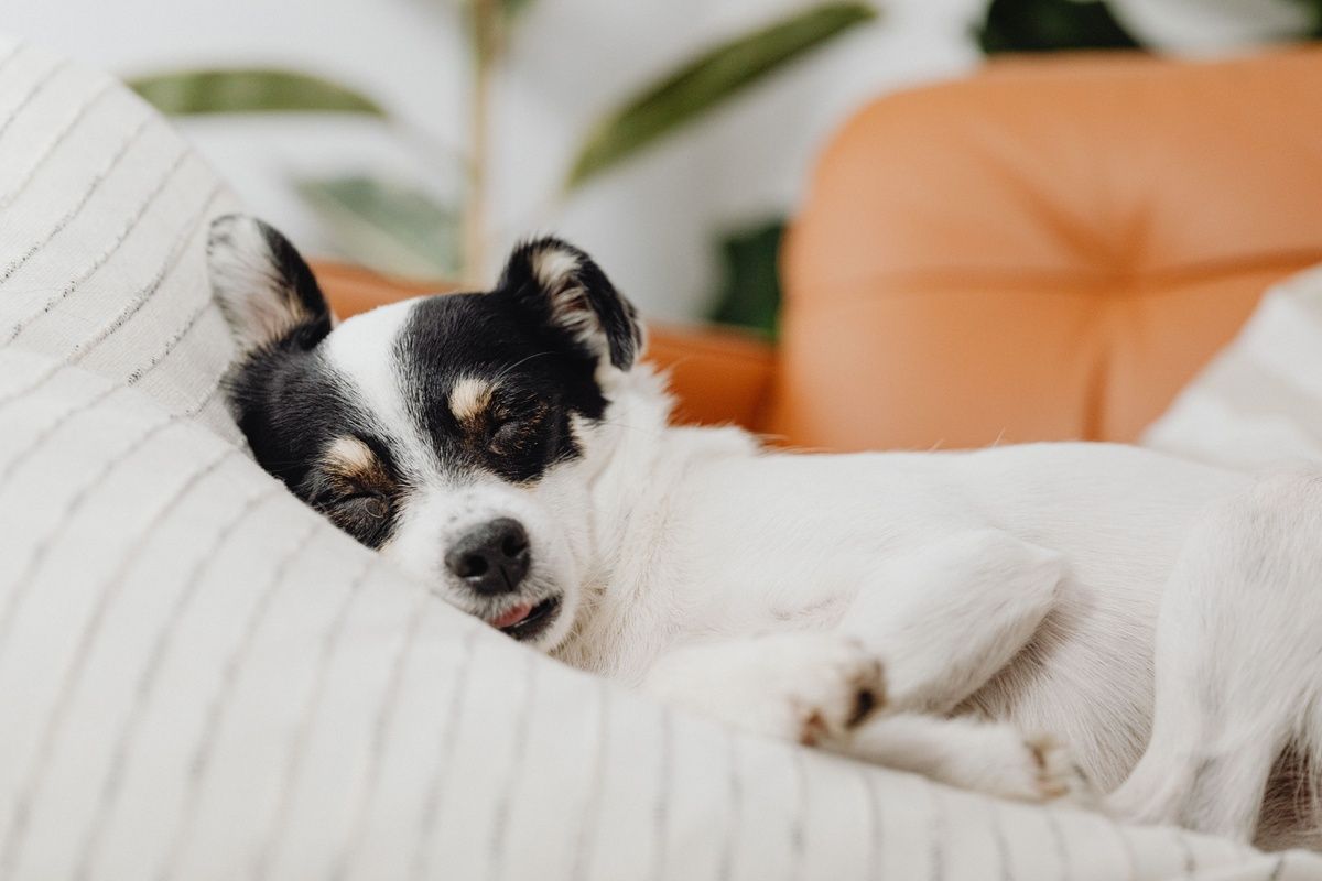 A small black and white dog sleeping on a striped cushion with its tongue sticking out.