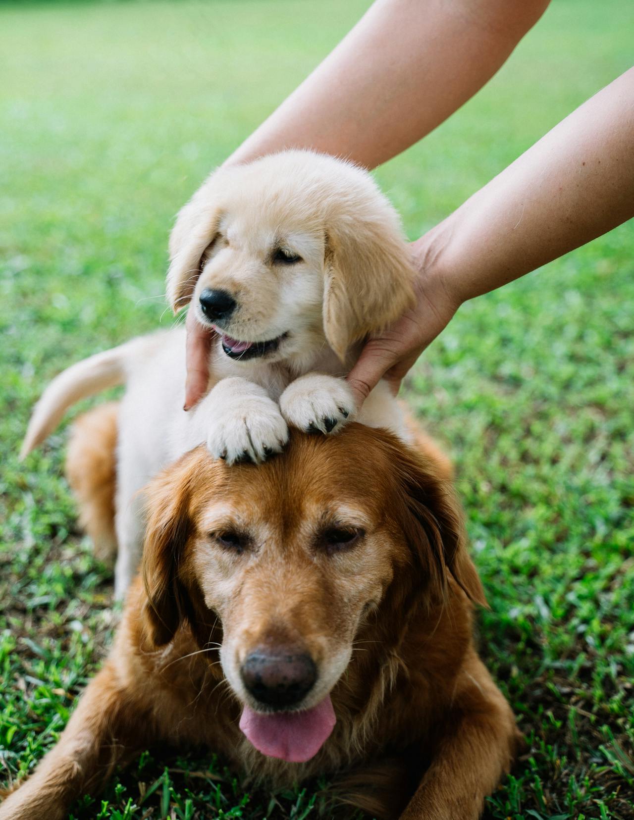How to Calculate Your Dog's Age in Human Years