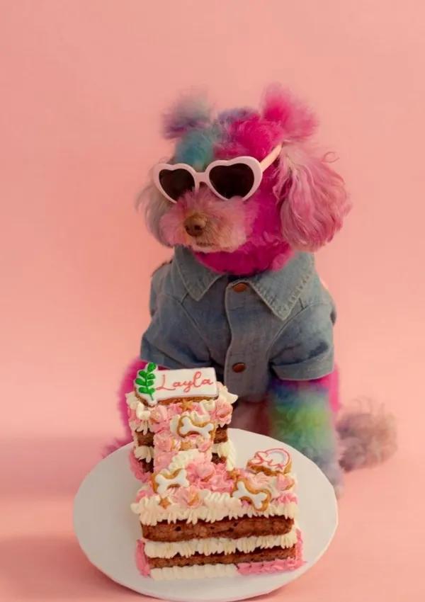 A colorful poodle in sunglasses with a pink homemade dog birthday cake, a perfect DIY dog treat recipe idea.
