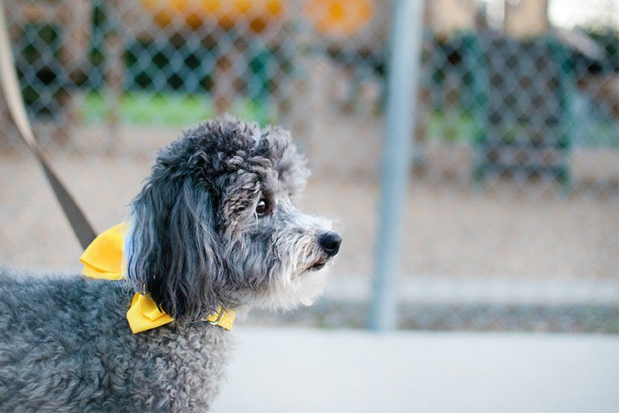 Fluffy grey dog wearing a yellow collar looks attentively, demonstrating focus during outdoor training.