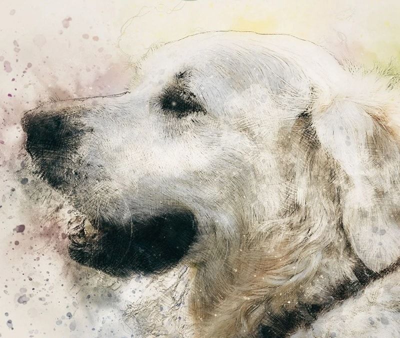 Watercolour-style close-up portrait of an older white dog resting with its eyes closed.