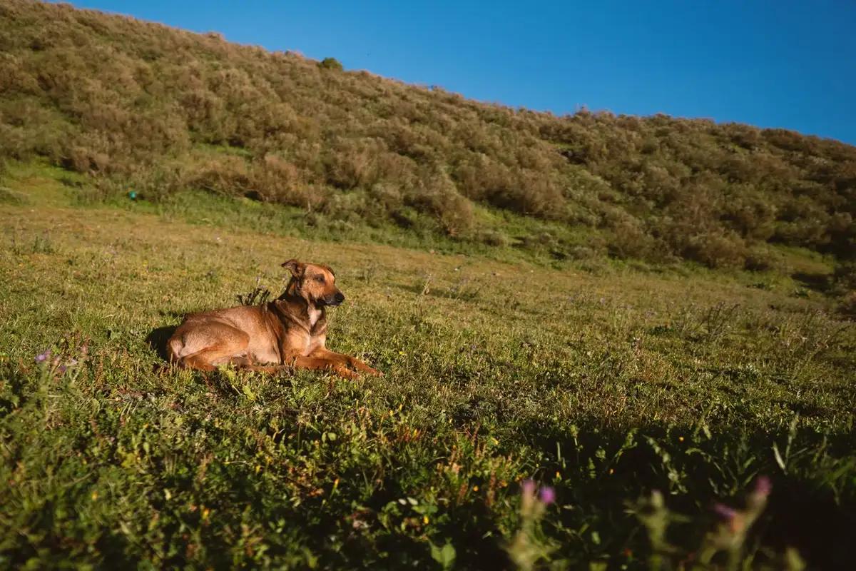 A brown dog rests on a sunny, grassy hillside with green bushes in the background.