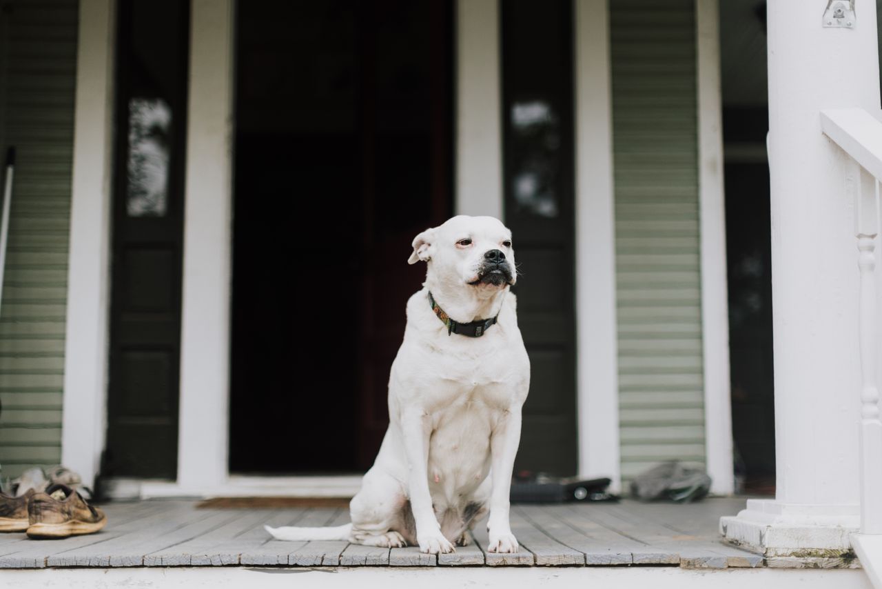 White dog sitting on a front porch beside an open doorway.