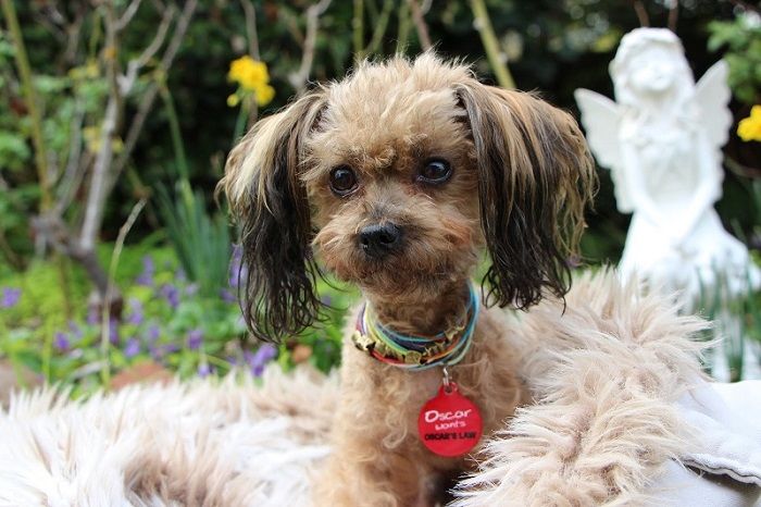 Small scruffy dog wearing a red Oscar’s Law pet ID tag from IdPet fundraiser, sitting outdoors in a garden.
