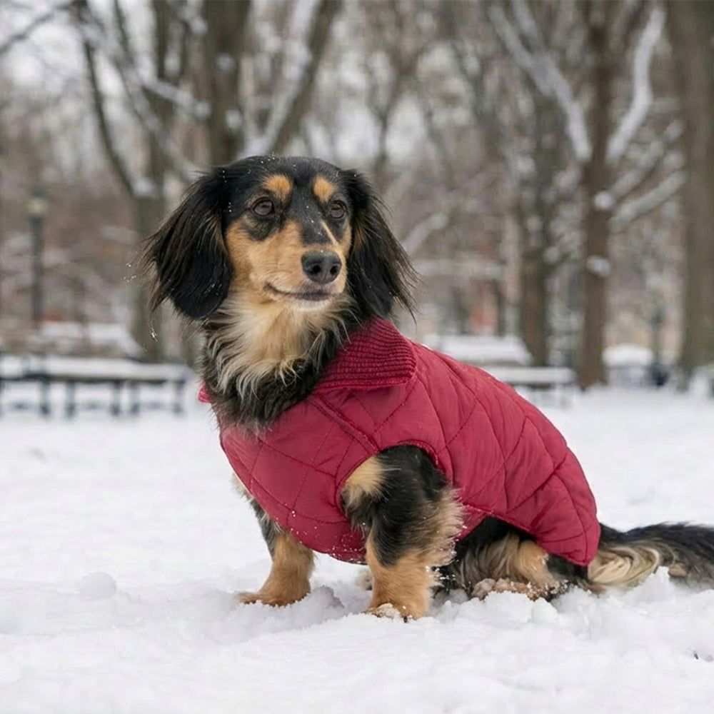 How to Pick a Winter Dog Coat That Handles Wet Weather