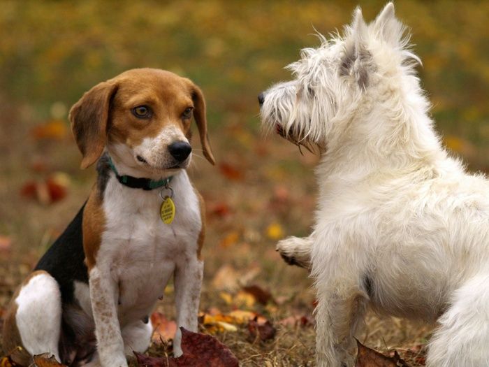 Signs Your Dog Needs to Be Neutered (Or Spayed)
