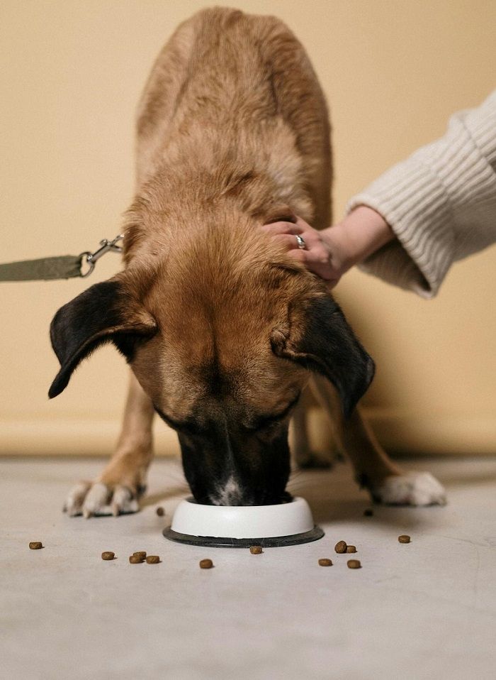 A dog eating food from a stylish white dog bowl, perfect for our curated pet product shopping guide.