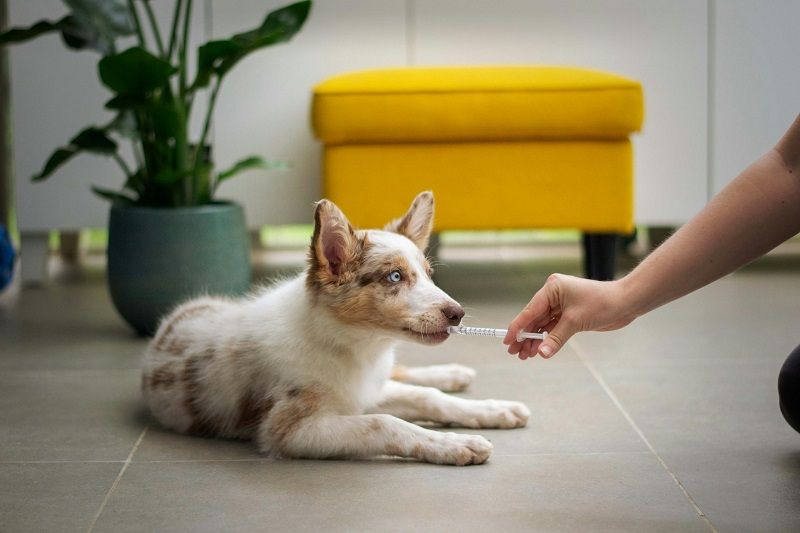 Puppy lying on the floor while a person offers it medicine with a syringe.