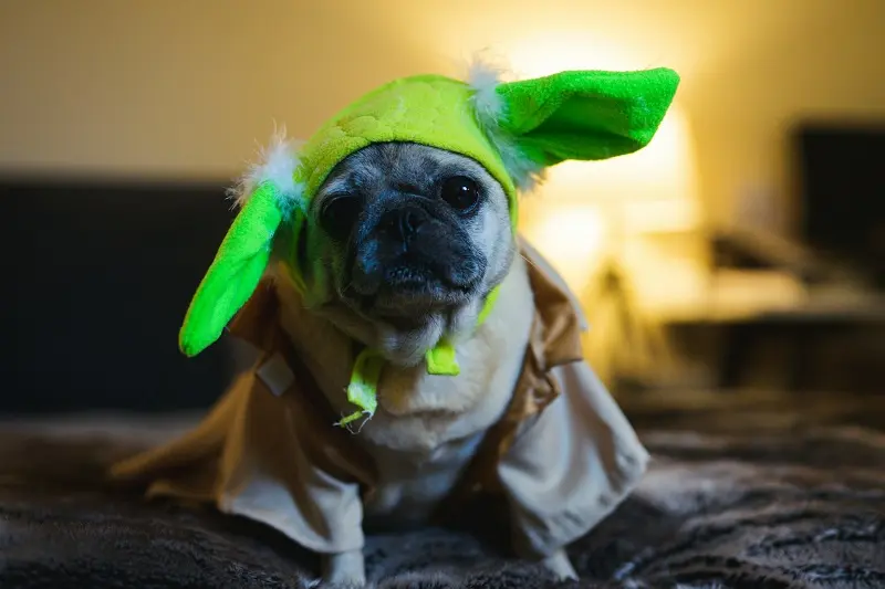 A pug dressed in a Star Wars Yoda costume with green ears and a beige robe.