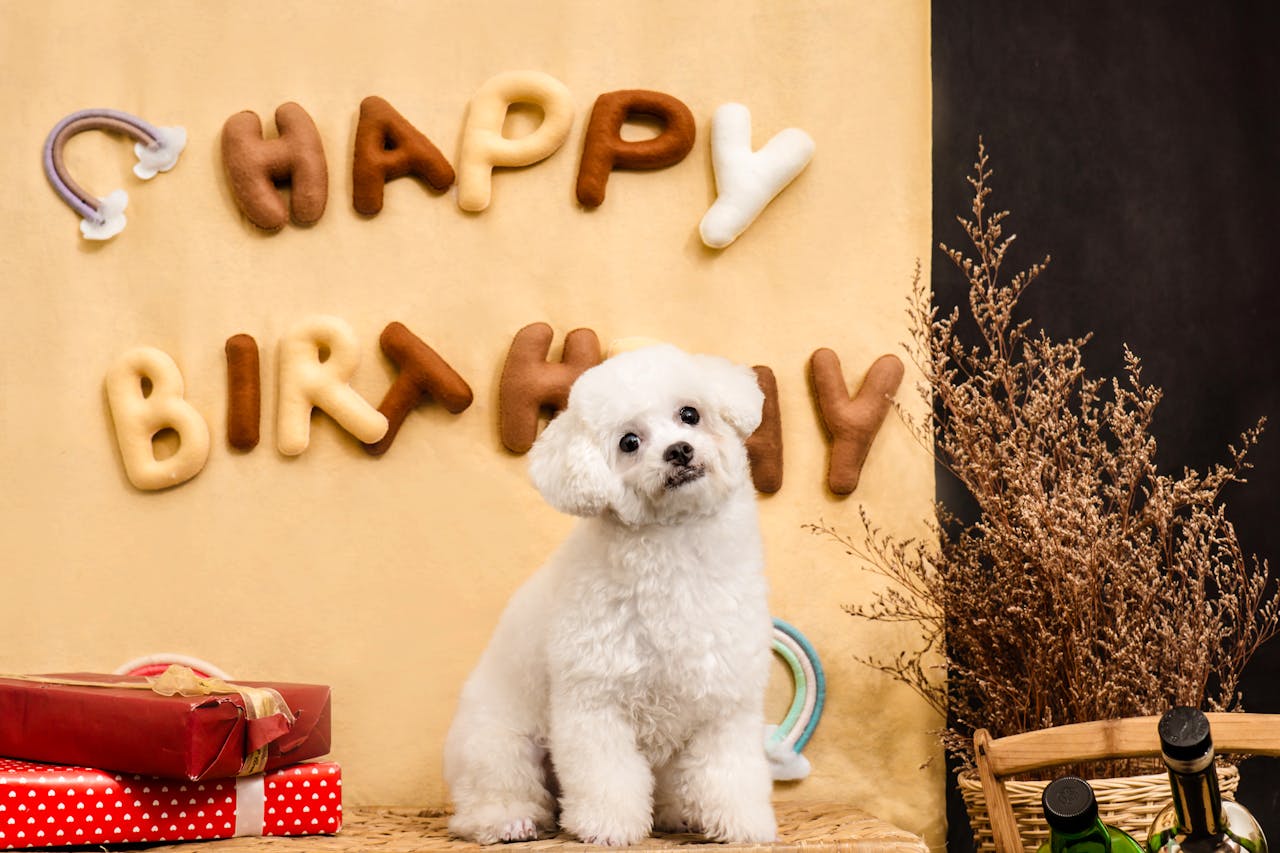 Fluffy white dog sitting in front of a plush Happy Birthday sign and wrapped gifts for a DIY puppy birthday party.