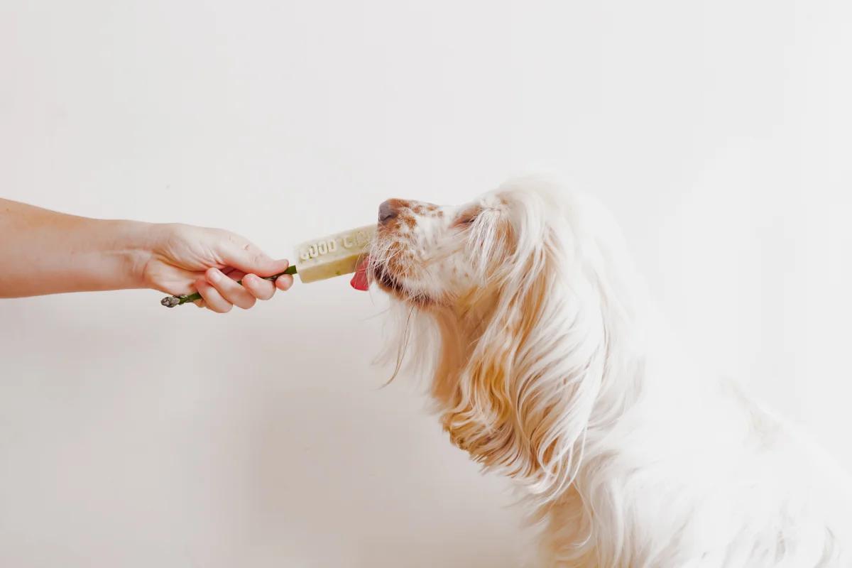 dog licking frozen homemade probiotic dog treat