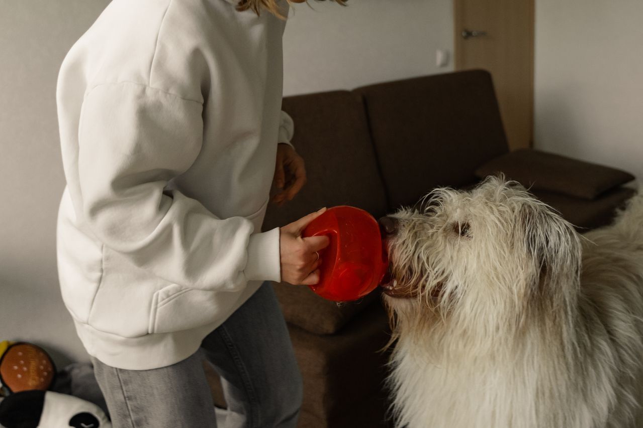Person offering a red toy to a shaggy white dog indoors.