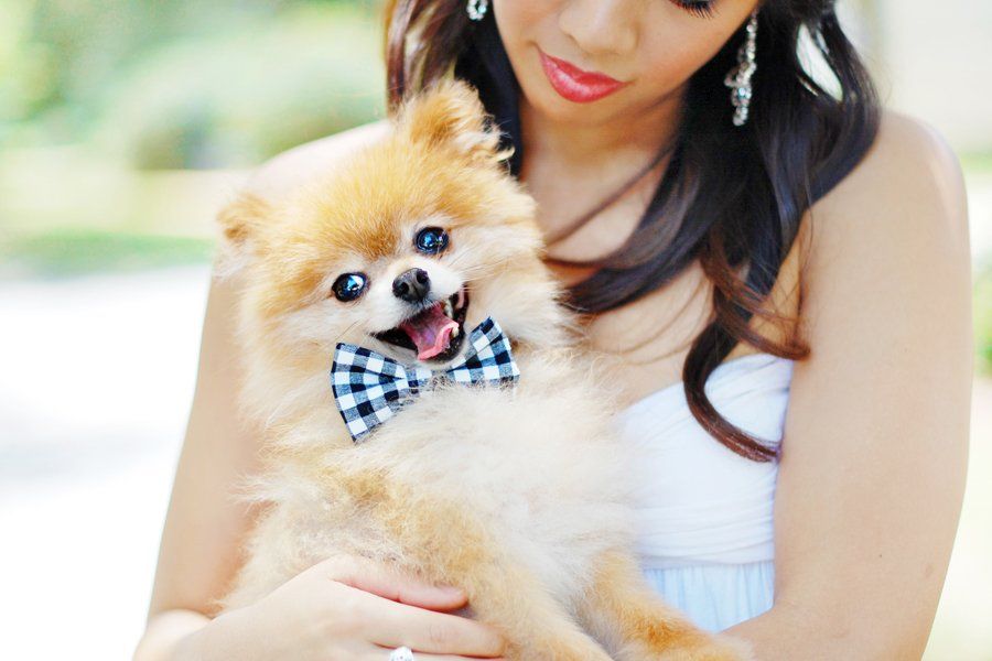 No-Sew-Doggy-Bow-Tie