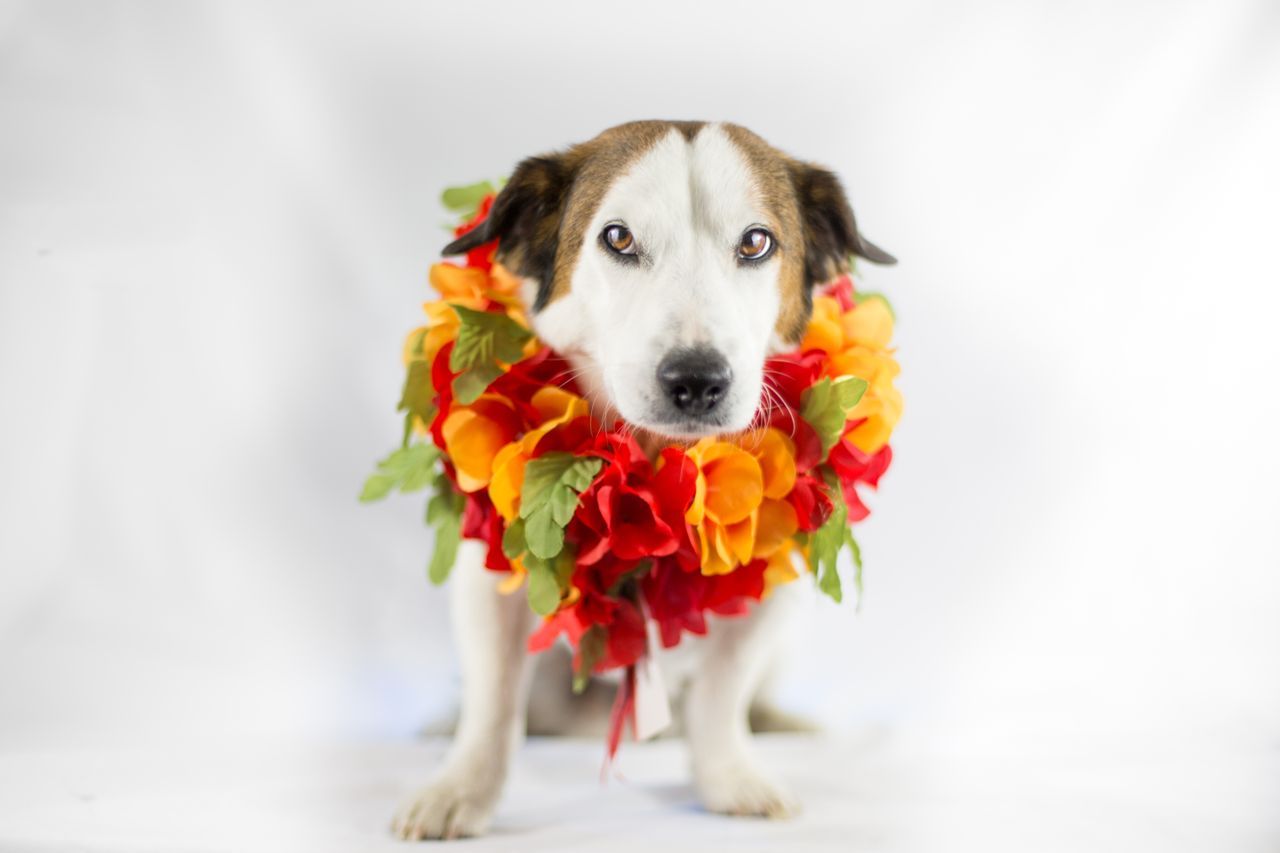 A brown-and-white dog wearing a colourful red, orange and yellow flower lei against a white background.