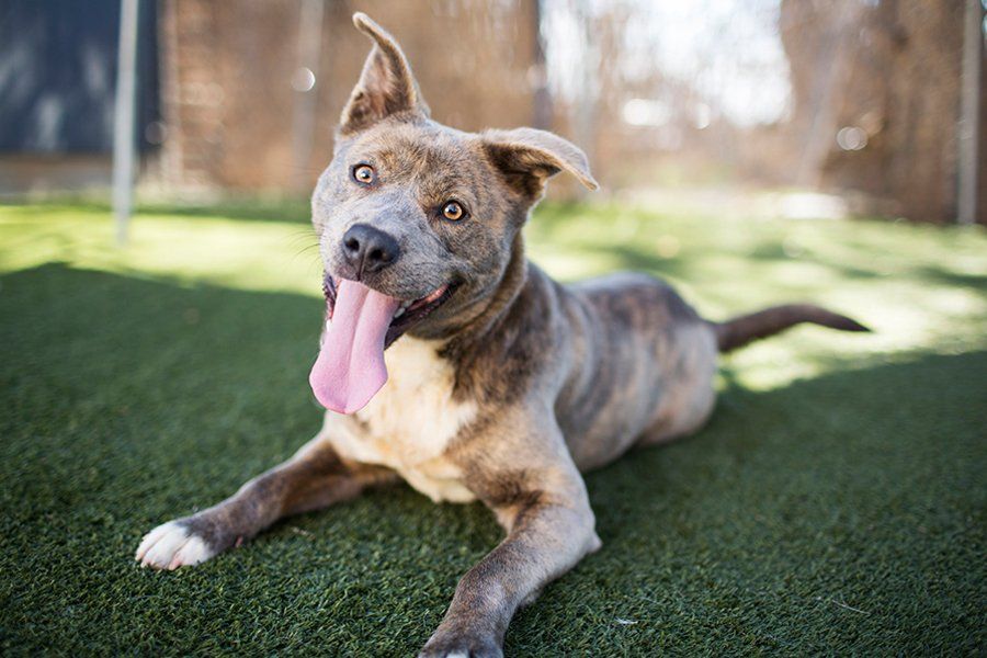 5 Tips for Photographing Shelter Pets