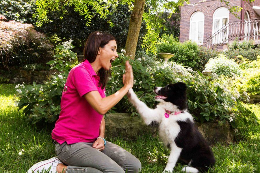 Dr Katrina's Top 3 Dog Training Tips