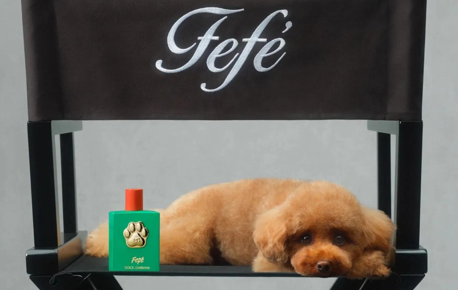 Fluffy brown dog on a director's chair next to a bottle of Fefé Dolce & Gabbana luxury dog perfume.