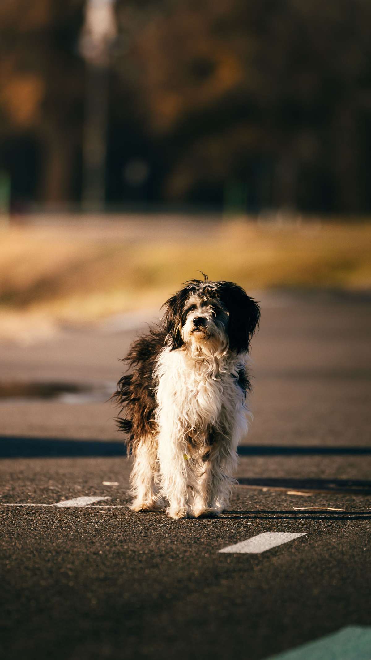 A fluffy black and white dog standing alone on an asphalt road in warm sunlight.
