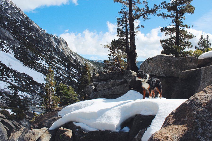 5 Tips for Hiking with Dogs