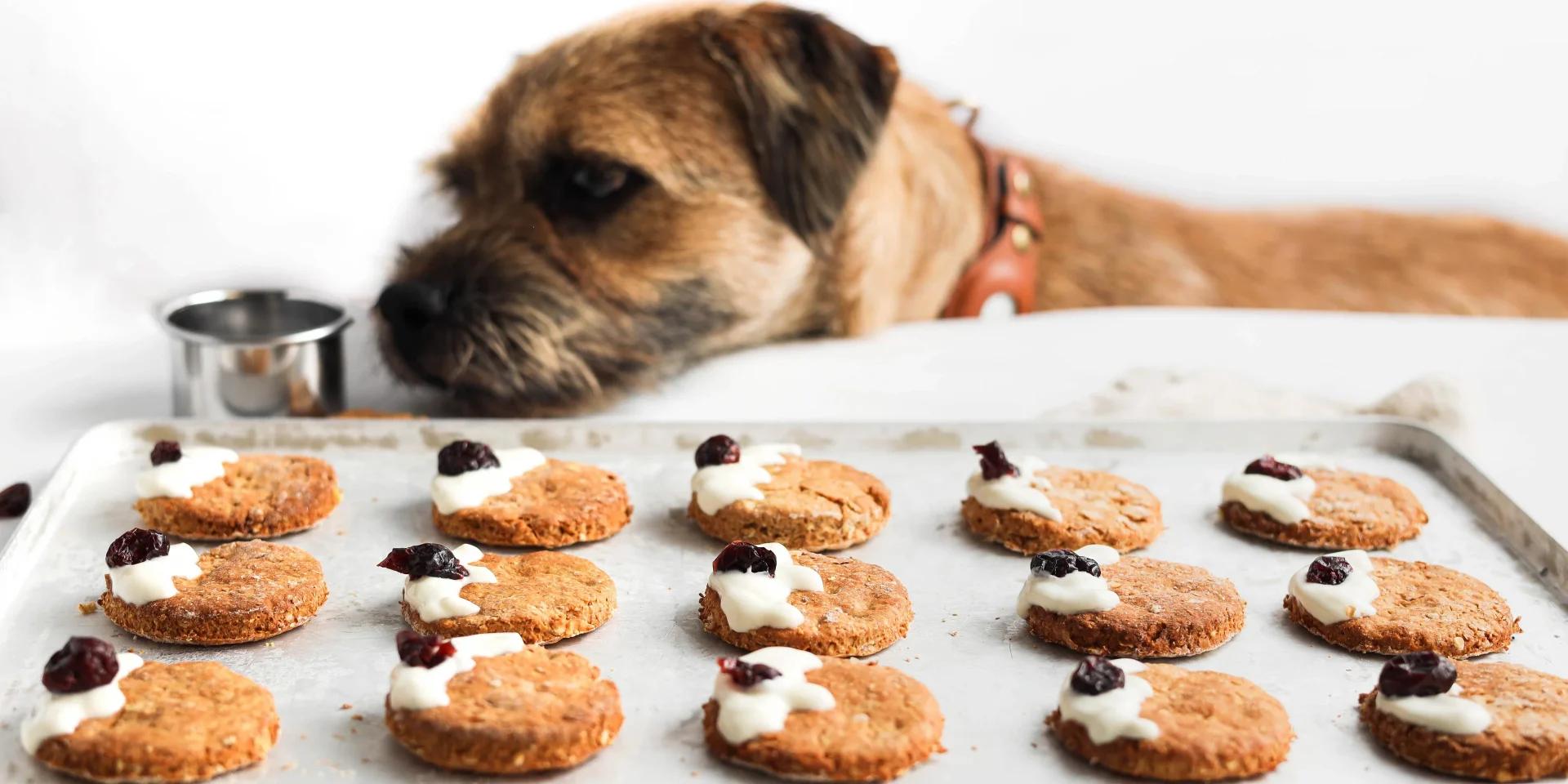 Homemade Christmas dog treats with yogurt and cranberry toppings on a baking tray as a dog peers over the edge.
